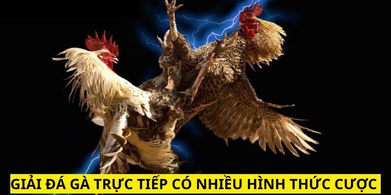 Những hình thức đấu hấp dẫn hội viên nên tham gia