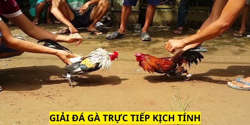 Cảm giác giải đấu đá gà trực tiếp ở đây rất sung